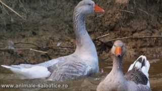 Pasari salbatice din Romania [upl. by Gilchrist]