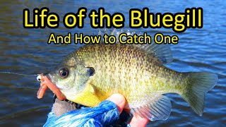 Life of the Bluegill and How to Fish for Bluegill [upl. by Borlase]