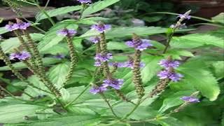 Usos De la Verbena Propiedades y Beneficios de Verbena Verbena officinalis [upl. by Bathsheb]