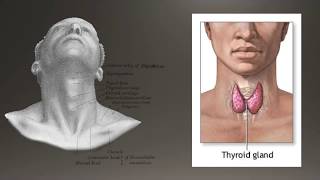 Basics of Thyroid Ultrasound [upl. by Alleuol666]