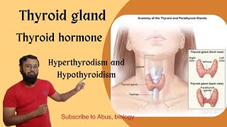 Thyroid gland anatomy and physiology  hormone secretion hypothyroidism amp hyperthyroidism [upl. by Timon]