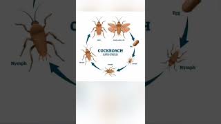 Cockroach 🪳 life cycle  cockroach class 11 biology  NEET biology biology neet cbse trending [upl. by Nomed]