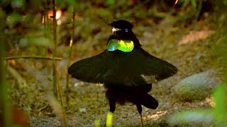 Bird Of Paradise Appearances COUNT  Animal Attraction  BBC Earth [upl. by Eelitan]