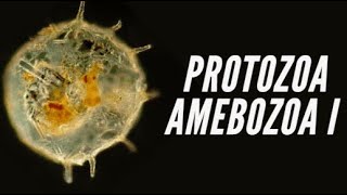 Protozoa IV  Amebozoa Taxonomia Amebas e Foraminíferos [upl. by Simona]