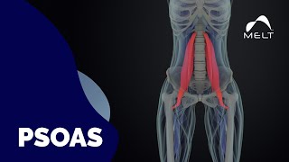 How to Treat PSOAS  Problem to Solution Session  MELT Method [upl. by Akeemaj618]