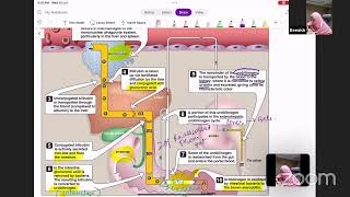 Auricles Exam Mastery Biochemistry Live Class about Hemoglobin amp Porphyria by Dr Beenish [upl. by Drawdesemaj740]