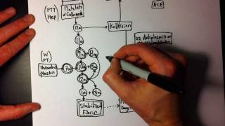 Easy Coagulation Cascade 2 of 2  A little more detail [upl. by Bain]