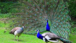 AMAZING WHITE PEACOCK DANCE •❥ BLUE WHITE PIED PEACOCK [upl. by Pedaiah691]