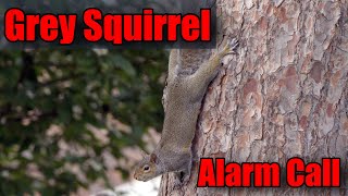 Grey Squirrel Alarm call sound  UK Wildlife [upl. by Dranyam]