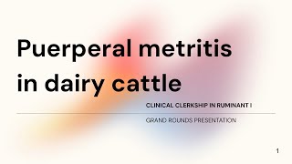 Puerperal metritis in dairy cattle Student case Gr72023 [upl. by Anilemrac]