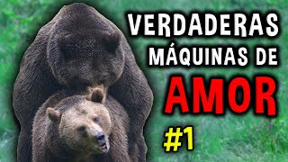 así HACEN EL AMOR estas especies animales [upl. by Trenna]