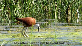 African Jacana feeding [upl. by Pitts]