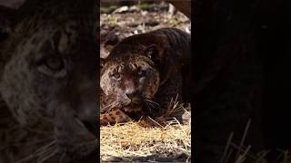 Jaglion a rare mixture of a male jaguar and a female lion lioness 😳 [upl. by Schwerin]