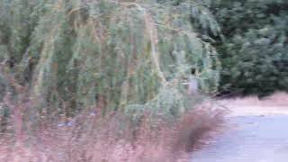 Goldfinch invasion at the Union Bay Natural Area in Seattle [upl. by Ydassac362]