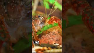 Crayfish Breeding Tips Quick Guide crawfish lobster shorts [upl. by Ocsic746]