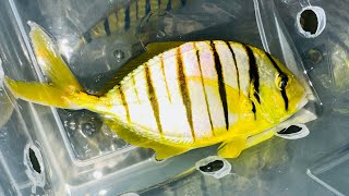 “SCHOOLING JUMBO” Golden Pilotfish Trio [upl. by Assenna67]