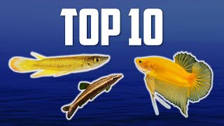 10 Top Dwelling Fish for Your Aquarium [upl. by Hazeefah143]