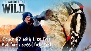 Canon R7 SigmaC 600mm Field Test with or without 14 Tele [upl. by Nido]