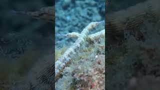 Reef pipefish meet underwater marinelife sea oceanlife [upl. by Eeloj]