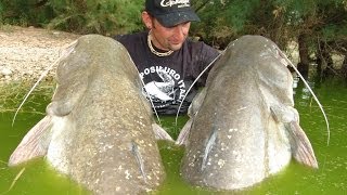 Pesca del Siluro a Pellets sul Rio Ebro  HD by Catfishing World [upl. by Nedi279]