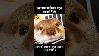 यह ऊदबिलाव बहुत शरारती हैं 😱  short dog movie recap [upl. by Rieth192]