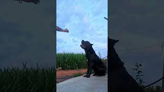 canecorso canecorsopuppies canecorsodog cane corso puppy for sale [upl. by Shell421]