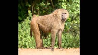 Old World monkey Cercopithecoidea [upl. by Hittel]