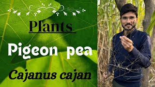 About Pigeon Pea 🫛 Cajanus cajan naturalsciencelifesciencestudentbotanybiologyneet [upl. by Baudoin]