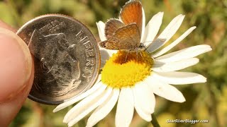 Western Pygmy Blue Butterfly The Smallest Butterfly In The World [upl. by Fitts]