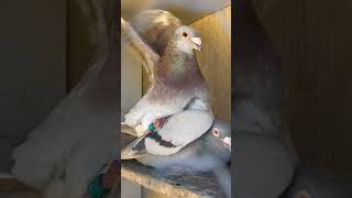 Pigeons Mating [upl. by Merceer]