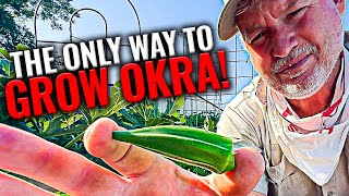 Growing Okra  Best Tips [upl. by Retrop]