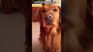 Vermicem diyorum 🥰🤗 trending trend love keşfet komedi köpek viralvideo viralshorts funny [upl. by Hedaza161]