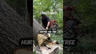 How to Lay a Walnut Tree down GENTLY Advanced techniques logger husqvarna logging [upl. by Yirinec218]