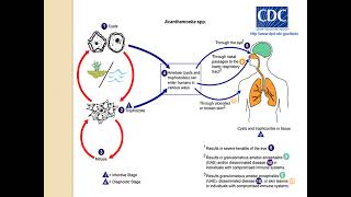 FREE LIVING AMOEBAE MicrobiologyLecture [upl. by Naneek188]