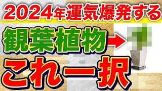 【保存版】２０２４年版 絶対に置くべき観葉植物！これで運気爆上がります [upl. by Nidak405]