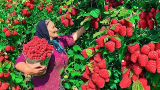 Harvesting Lots of Fresh Red Raspberries and Making Jam and Cake for Winter [upl. by Viveca262]