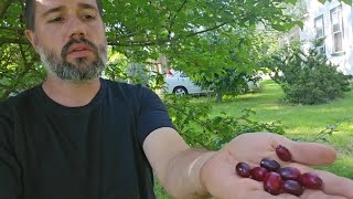 Cornelian Cherry Dogwood when and how to harvest [upl. by Heath]