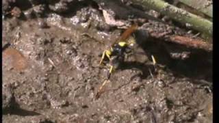 Mud Dauber Wasp Sceliphron Caementarium [upl. by Eiralav765]