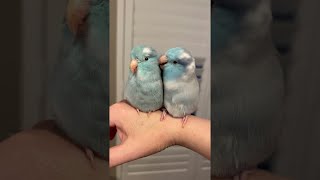 Pretty Parrotlets Preen Each Other  ViralHog [upl. by Enelyahs]