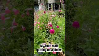 Salvia coccinea is really putting on a show on my front walk but terflygarden [upl. by Aicirtap]