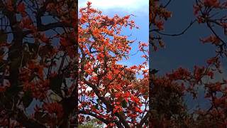 palash tree trees पलाश adivasi forest [upl. by Mosnar50]