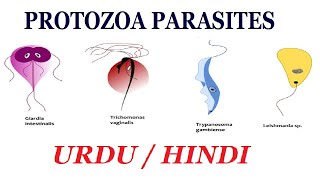 Definition and Examples of Protozoa Types of Parasite Urdu  Hindi [upl. by Savvas724]