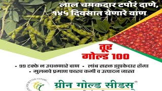 तूर गोल्ड 100 green gold seeds gold 100 agriculture greengold tur gold100 [upl. by Lenhart725]