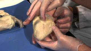 Detailed Sheep Heart Dissection Part I Jr High High School and College Review [upl. by Rachaba156]