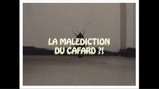 LA MALÉDICTION DU CAFARD [upl. by Lynea]