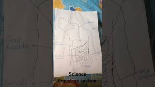 Science digestive system please like and subscribe [upl. by Buna]