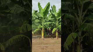 Banana plants  Fungicides Spraying banana fruit farming bananafarming satisfying shorts [upl. by Nonek139]