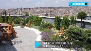 Balkon ve teraslarda hangi bitkiler yetiştirilir [upl. by Natalya]