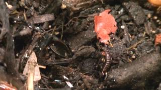 Earwig Eating Fishfood [upl. by Nylsirhc213]