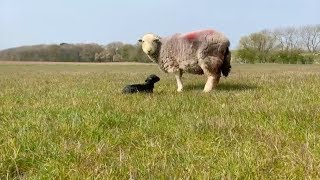 10minute Old Herdwick Lamb [upl. by Einaoj]